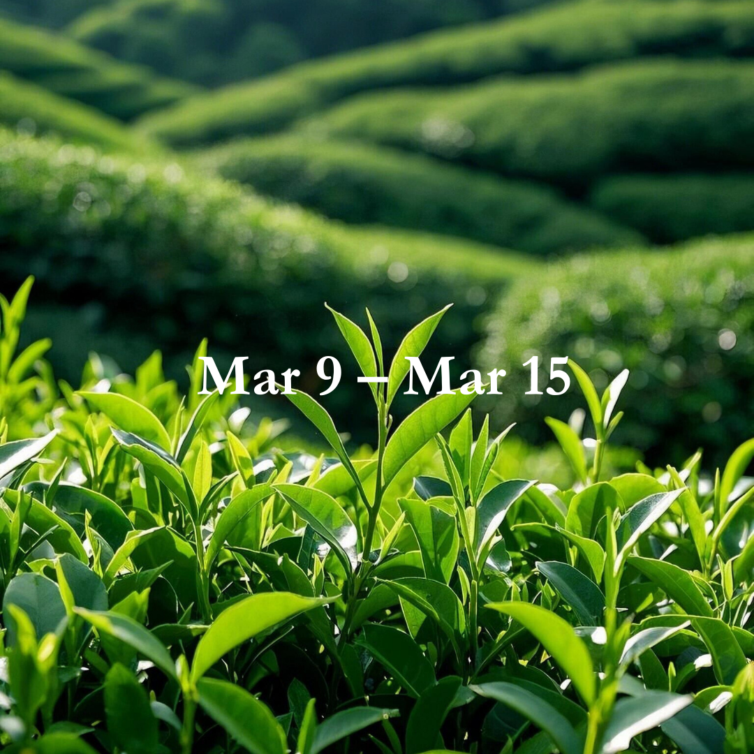 Energy Guide for Mar 9 – Mar 15,2026